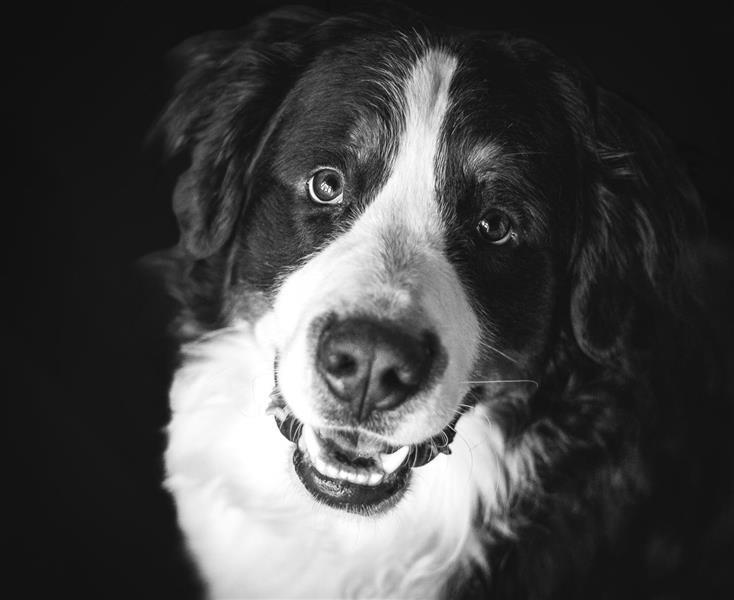 LowKey-Balou-Hairytails-IMG_4404-Edit