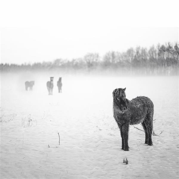 OnLocation-HairyTails-_DSC1305-Edit