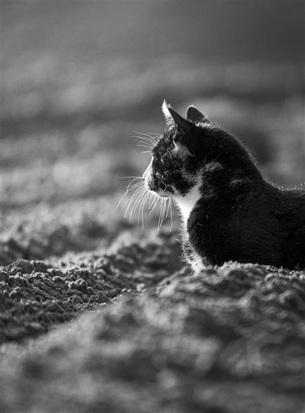 OnLocation-HairyTails-_DSC4867