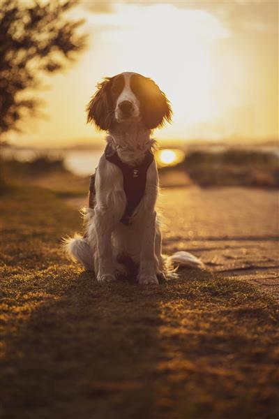 OnLocation-Leica-HairyTails