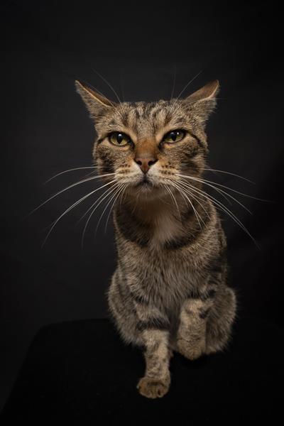 LowKey-Zimba-HairyTails-7133
