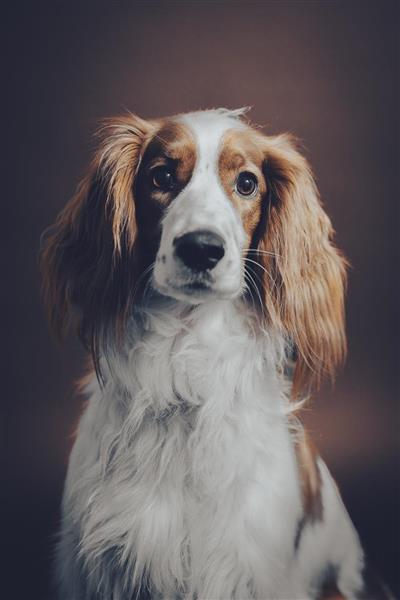 Leica-HairyTails-7634