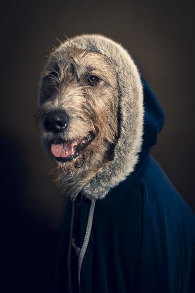 IrskUlvehund-HairyTails-8178