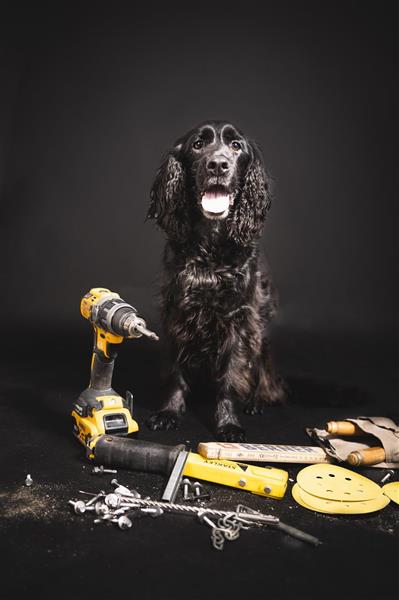 Tømrer hunden